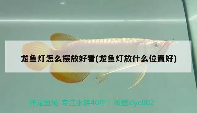 龍魚燈怎么放：風水學中龍魚燈的擺放 龍魚百科 第2張