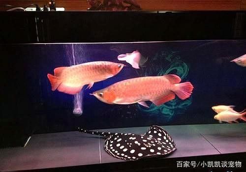 大龍魚是什么魚：大龍魚是一條體型巨大的淡水魚，擁有悠久歷史和獨特魅力的大龍魚 龍魚百科 第5張