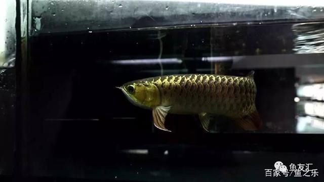 龍魚怎么改吃飼料：龍魚飼料自制方法 龍魚百科 第5張