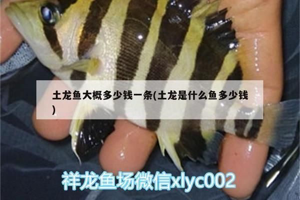 土龍魚多少錢一斤：土龍魚價格波動原因如何辨別土龍魚市場價格波動原因