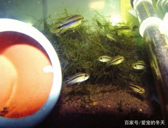 龍魚觀賞價值排名前十的品種：關(guān)于龍魚的5個疑問 水族問答 第1張