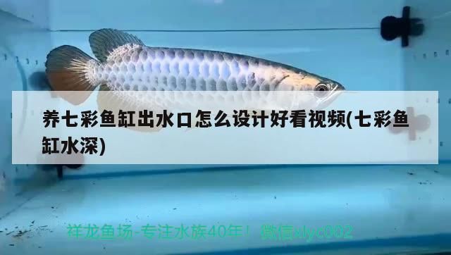 龍魚是金魚嗎還是銀魚：龍魚不是金魚也不是銀魚 龍魚百科 第5張