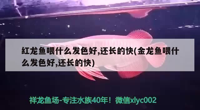 龍魚喂什么長的最快呢vs祥龍魚場：“龍魚喂什么長的最快呢vs祥龍魚場”內(nèi)容提供了一些建議 vs祥龍魚場 第2張