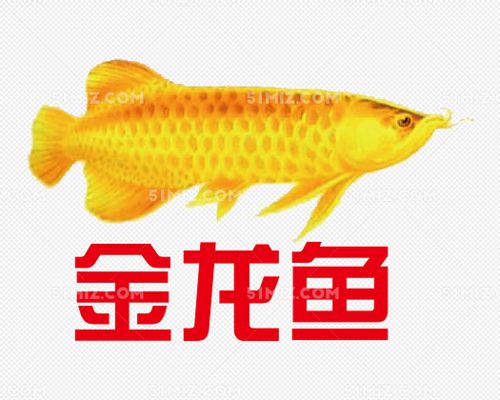 金龍魚logo矢量圖：金龍魚logo矢量圖制作過程分析金龍魚logo矢量圖 龍魚百科 第4張