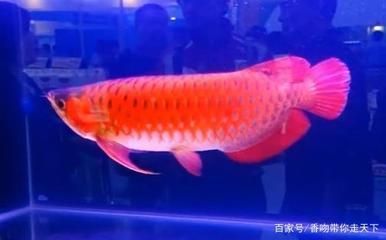 如何給龍魚吃的活物消毒vs祥龍魚場(chǎng)：《如何給龍魚吃的活物消毒vs祥龍魚場(chǎng)》 vs祥龍魚場(chǎng) 第5張