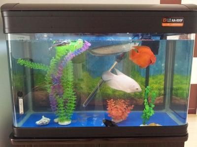 龍魚入缸幾天可以換水：新買的龍魚在入缸三天后可以開始換水嗎 龍魚百科 第1張