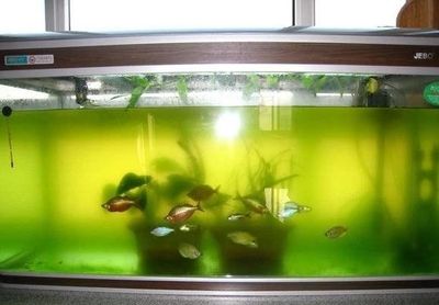 龍魚入缸幾天可以換水：新買的龍魚在入缸三天后可以開始換水嗎 龍魚百科 第5張