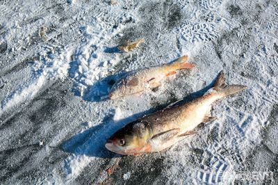 龍魚需要水溫多少vs祥龍魚場：祥龍魚場水質(zhì)標(biāo)準(zhǔn)如何調(diào)節(jié)龍魚水溫龍魚飼養(yǎng)常見問題解答 vs祥龍魚場 第4張