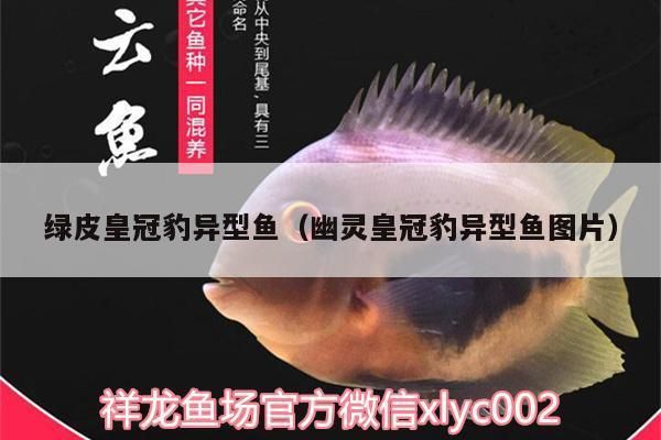 綠皮皇冠豹魚：依華萊斯（evnice）魚缸自動喂食器