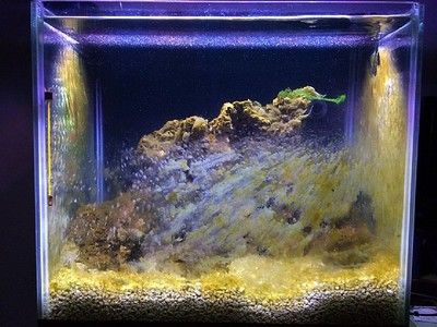 龍魚過濾材料怎么搭配：龍魚過濾材料如何搭配？ 水族問答 第2張