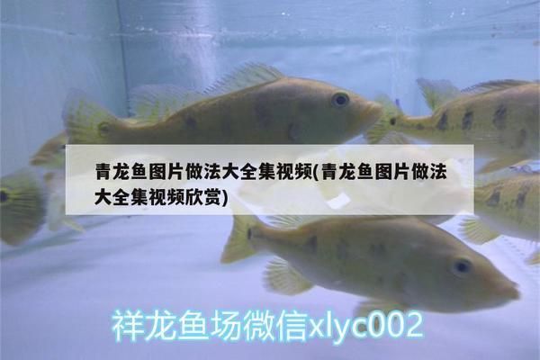 青龍魚(yú)的做法：青龍魚(yú)與其他魚(yú)類比較,青龍魚(yú)與其他魚(yú)類比較適宜搭配的調(diào)料 龍魚(yú)百科 第1張