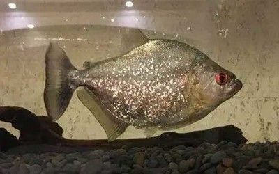 龍魚(yú)好多天不吃東西怎么回事兒呀：龍魚(yú)不吃東西怎么辦？ 水族問(wèn)答