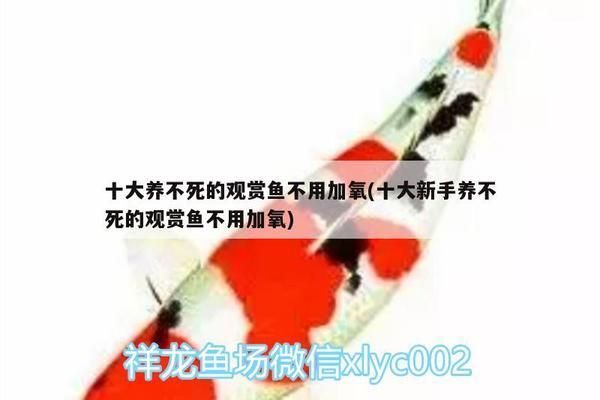 龍魚需要加氧嗎vs祥龍魚場(chǎng)：龍魚是否需要加氧取決于幾個(gè)因素 vs祥龍魚場(chǎng) 第3張