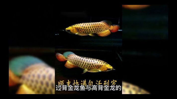 過(guò)背金龍魚(yú)和高背金龍魚(yú)怎樣區(qū)分：如何區(qū)分過(guò)背金龍魚(yú)和高背金龍魚(yú) 龍魚(yú)百科 第3張