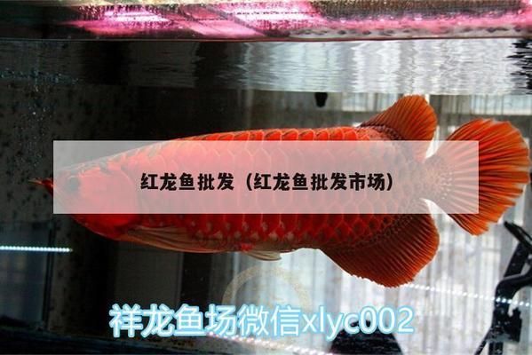 紅龍魚批發(fā)市場(chǎng)營(yíng)業(yè)時(shí)間查詢表：深圳、北京和鞍山地區(qū)紅龍魚批發(fā)市場(chǎng)的營(yíng)業(yè)時(shí)間及相關(guān)注意事項(xiàng) 龍魚百科 第4張