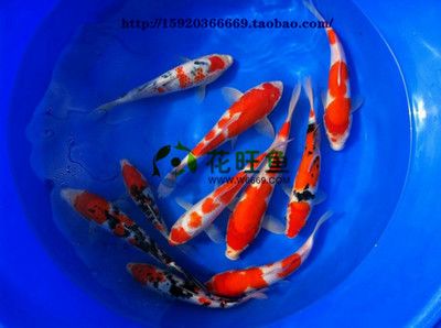 龍魚和鳳魚：關(guān)于龍魚和鳳魚的問題 水族問答