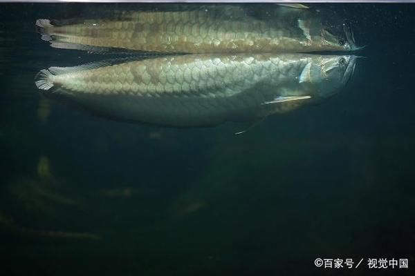 龍魚怕人是怎么回事：龍魚為什么怕人 龍魚百科 第3張