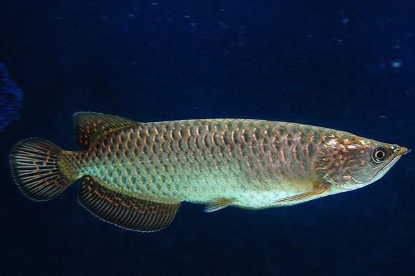 龍魚(yú)換水后身上白色：龍魚(yú)換水后身上出現(xiàn)白色斑點(diǎn)可能是由多種因素引起的