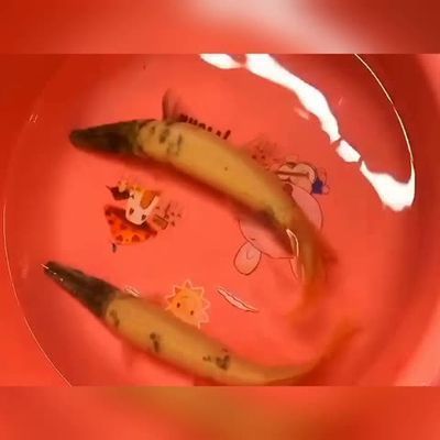 龍魚用土霉素作用是什么vs祥龍魚場(chǎng)：土霉素對(duì)龍魚的作用 vs祥龍魚場(chǎng) 第4張