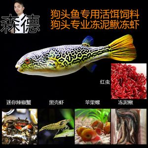 龍魚吃蘋果螺嗎：龍魚可以吃蘋果螺嗎，龍魚可以吃蘋果螺的結(jié)論是什么 龍魚百科 第3張