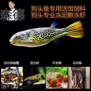 龍魚吃蘋果螺嗎：龍魚可以吃蘋果螺嗎，龍魚可以吃蘋果螺的結(jié)論是什么 龍魚百科 第5張