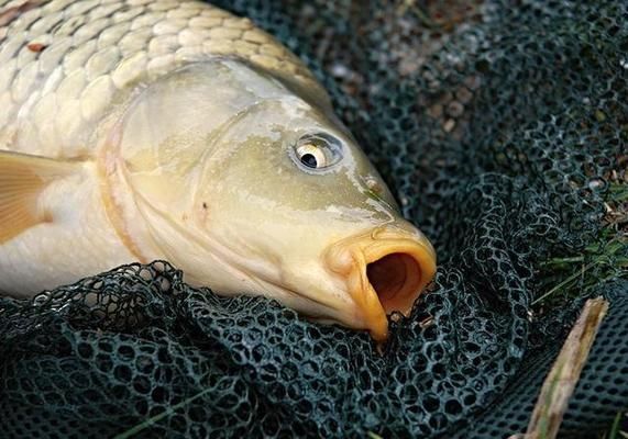 龍魚和金龍魚一樣嗎：龍魚和金龍魚在外觀上有什么差異，飼養(yǎng)條件上有什么差異 水族問答