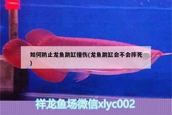 龍魚撞傷背部鱗片vs祥龍魚場：龍魚撞傷背部鱗片vs祥龍魚場評價(jià)如何處理龍魚背鰭受損如何處理