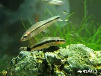 龍魚和羅漢混養(yǎng)成功案例：龍魚和羅漢混養(yǎng)在水族養(yǎng)殖中是一項(xiàng)挑戰(zhàn)性的任務(wù) 水族問答 第1張