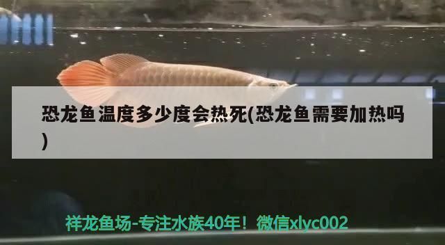 龍魚魚缸溫度25度會(huì)死嗎vs祥龍魚場(chǎng)：如何調(diào)節(jié)魚缸水溫龍魚適宜水溫范圍 vs祥龍魚場(chǎng) 第4張