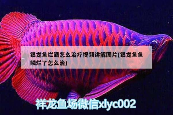 龍魚(yú)魚(yú)鱗病如何才能根治好vs祥龍魚(yú)場(chǎng)：祥龍魚(yú)場(chǎng)的龍魚(yú)品種介紹 vs祥龍魚(yú)場(chǎng) 第2張