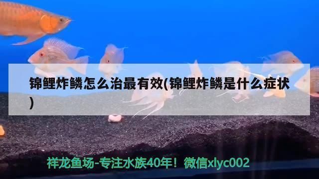 龍魚有點炸鱗怎么辦？狀態(tài)可以vs祥龍魚場：龍魚炸鱗后的護理方法