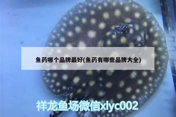 龍魚藥水什么牌子好用：龍魚藥水品牌選擇對于維護(hù)龍魚健康至關(guān)重要 龍魚百科 第3張