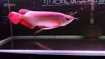 龍魚黑身的癥狀：龍魚黑身怎么辦？ 水族問答 第1張