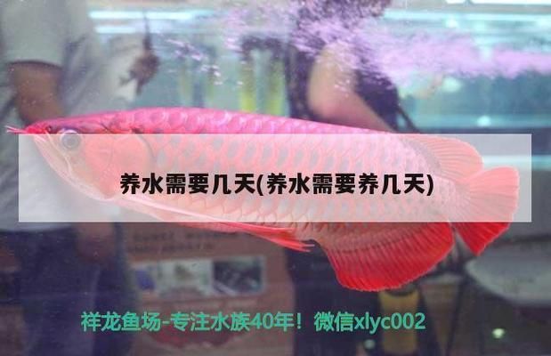 龍魚需要養(yǎng)水幾天vs祥龍魚場：祥龍魚場的水質管理