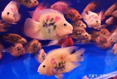 六角恐龍魚(yú)的壽命是多少年：六角恐龍魚(yú)的壽命是多少 龍魚(yú)百科 第4張