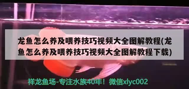 龍魚怎么喂食不會兜嘴vs祥龍魚場：如何防止龍魚兜嘴