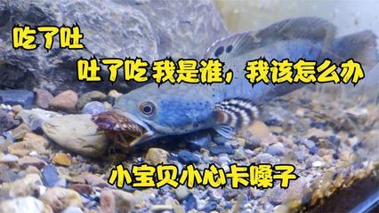 雷龍魚吃東西吐出來：雷龍魚進食后嘔吐現(xiàn)象探究 龍魚百科