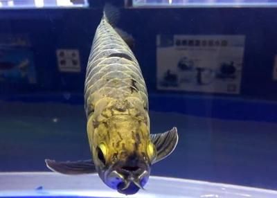 廣州龍魚大賽冠軍魚：2023年廣州龍魚大賽冠軍魚是“老九”** 龍魚百科 第4張