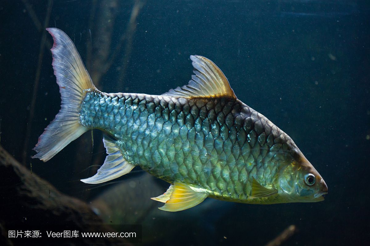 龍魚搭配泰國鯽：龍魚與泰國鯽在養(yǎng)殖中的搭配效果分析龍魚與泰國鯽混養(yǎng)的最佳比例 龍魚百科 第5張