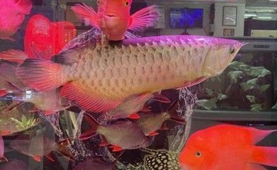 什么品種的龍魚(yú)最兇猛：被認(rèn)為是最兇猛的龍魚(yú)品種 龍魚(yú)百科 第3張