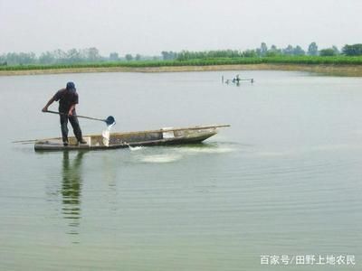 龍魚互相打架怎么處理：如何處理龍魚之間的爭(zhēng)斗 水族問答