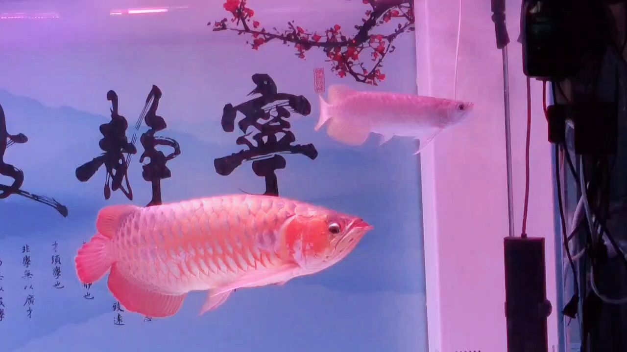 紅龍魚(yú)：紅龍魚(yú)是一種既美麗又實(shí)用的淡水觀賞魚(yú)類(lèi)