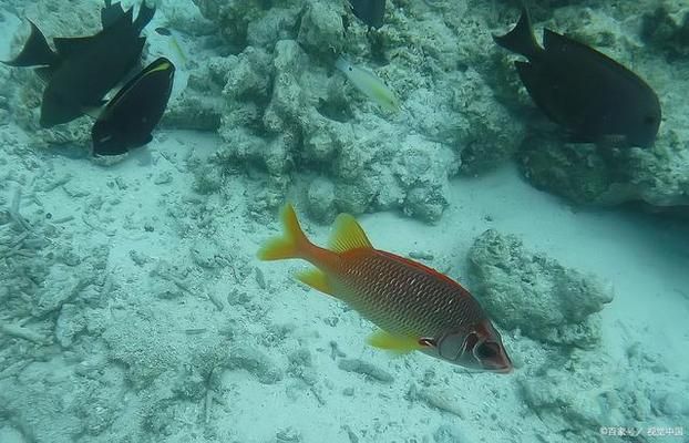 龍魚(yú)互咬怎么辦：如何處理龍魚(yú)互咬 水族問(wèn)答