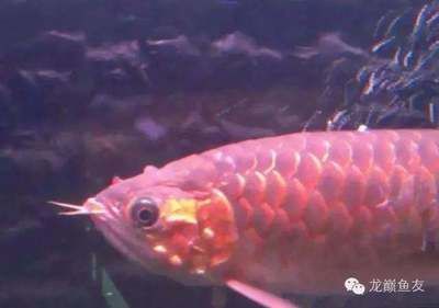 龍魚(yú)正常不吃東西怎么回事vs祥龍魚(yú)場(chǎng)：龍魚(yú)不吃東西可能由多種因素引起 vs祥龍魚(yú)場(chǎng) 第5張