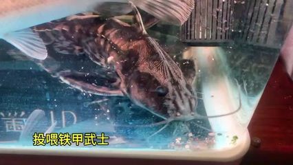 雷龍魚會(huì)吃錦鯉嗎為什么：如何預(yù)防雷龍魚攻擊錦鯉 龍魚百科 第3張