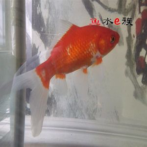 龍魚和金魚哪個好養(yǎng)些：關于龍魚和金魚飼養(yǎng)難易程度的詳細信息