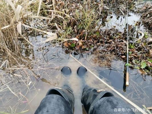 龍魚換水多長時間可以喂食：如何確保龍魚在換水后的初期不因水質(zhì)變化而受到壓力？ 水族問答