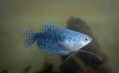 藍龍魚長多大：藍龍魚的體長一般在10-15厘米之間 龍魚百科 第5張