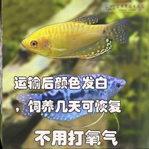 龍魚體色發(fā)白：龍魚體色發(fā)白可能由多種因素引起， 龍魚百科 第4張