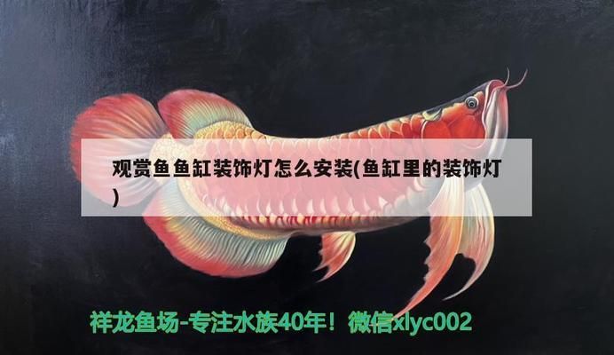 龍魚魚鱗上有白色斑點(diǎn)vs祥龍魚場(chǎng)：龍魚魚鱗上出現(xiàn)白色斑點(diǎn)怎么辦 vs祥龍魚場(chǎng) 第5張